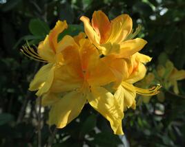 Azalka 'Golden Sunset'