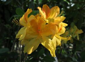 Azalka 'Golden Sunset' - Azalea (KH) 'Golden Sunset'