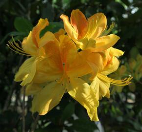 Azalka 'Golden Sunset' - Azalea (KH) 'Golden Sunset'