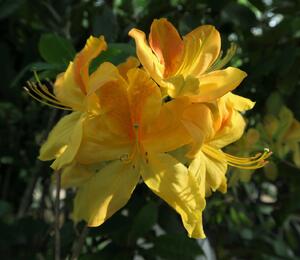 Azalka 'Golden Sunset' - Azalea (KH) 'Golden Sunset'