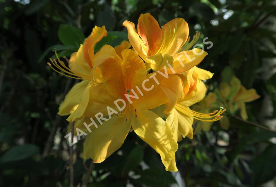 Azalka 'Golden Sunset' - Azalea (KH) 'Golden Sunset'