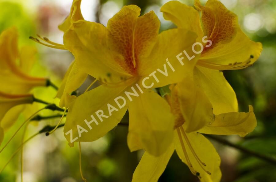 Azalka 'Golden Sunset' - Azalea (KH) 'Golden Sunset'