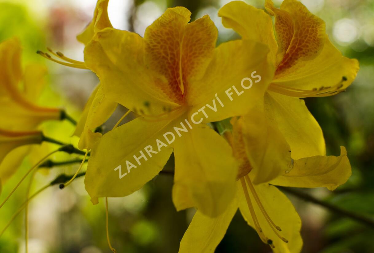 Azalka 'Golden Sunset' - Azalea (KH) 'Golden Sunset'