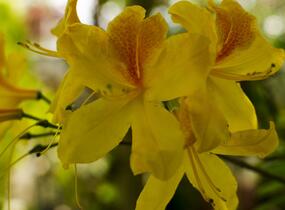 Azalka 'Golden Sunset' - Azalea (KH) 'Golden Sunset'