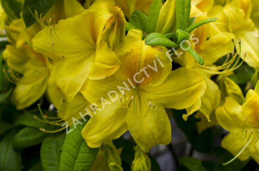 Azalka 'Golden Sunset' - Azalea (KH) 'Golden Sunset'