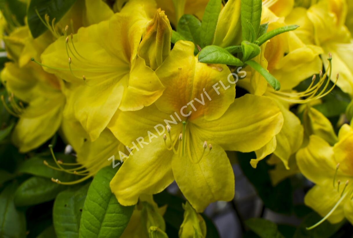 Azalka 'Golden Sunset' - Azalea (KH) 'Golden Sunset'