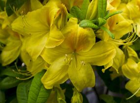 Azalka 'Golden Sunset' - Azalea (KH) 'Golden Sunset'