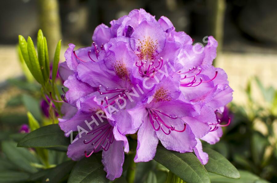Pěnišník 'Catawbiense Grandiflorum' - Rhododendron (T) 'Catawbiense Grandiflorum'