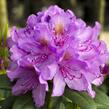 Pěnišník 'Catawbiense Grandiflorum' - Rhododendron (T) 'Catawbiense Grandiflorum'