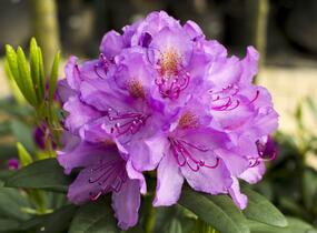 Pěnišník 'Catawbiense Grandiflorum' - Rhododendron (T) 'Catawbiense Grandiflorum'