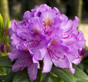 Pěnišník 'Catawbiense Grandiflorum' - Rhododendron (T) 'Catawbiense Grandiflorum'