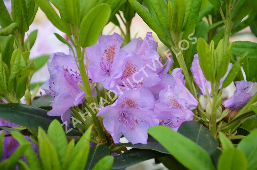 Pěnišník 'Catawbiense Grandiflorum' - Rhododendron (T) 'Catawbiense Grandiflorum'