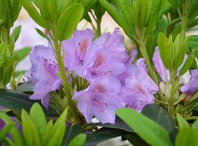 Pěnišník 'Catawbiense Grandiflorum' - Rhododendron (T) 'Catawbiense Grandiflorum'