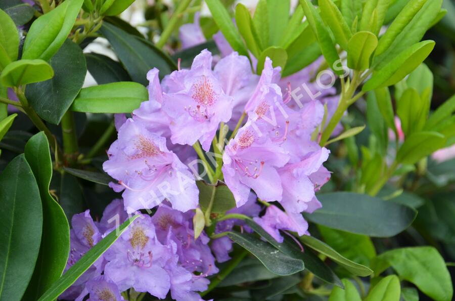 Pěnišník 'Catawbiense Grandiflorum' - Rhododendron (T) 'Catawbiense Grandiflorum'