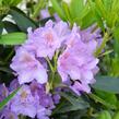 Pěnišník 'Catawbiense Grandiflorum' - Rhododendron (T) 'Catawbiense Grandiflorum'