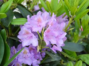 Pěnišník 'Catawbiense Grandiflorum' - Rhododendron (T) 'Catawbiense Grandiflorum'