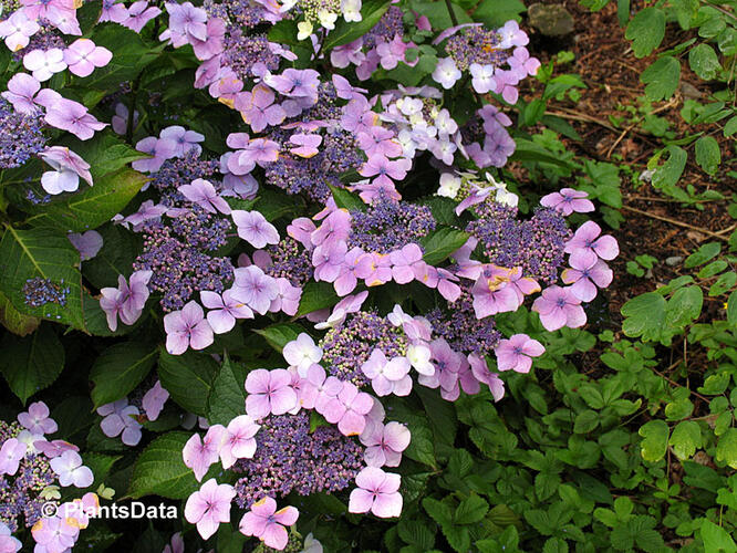 Hortenzie velkolistá 'Mariesii Perfecta' - Hydrangea macrophylla 'Mariesii Perfecta'