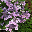 Hortenzie velkolistá 'Mariesii Perfecta' - Hydrangea macrophylla 'Mariesii Perfecta'