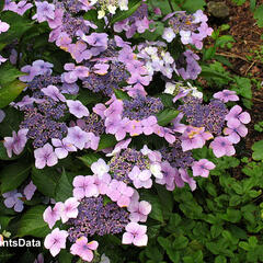 Hortenzie velkolistá 'Mariesii Perfecta' - Hydrangea macrophylla 'Mariesii Perfecta'