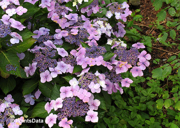 Hortenzie velkolistá 'Mariesii Perfecta' - Hydrangea macrophylla 'Mariesii Perfecta'
