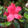 Azalka japonská 'Vuyk's Scarlet' - Azalea japonica 'Vuyk's Scarlet'