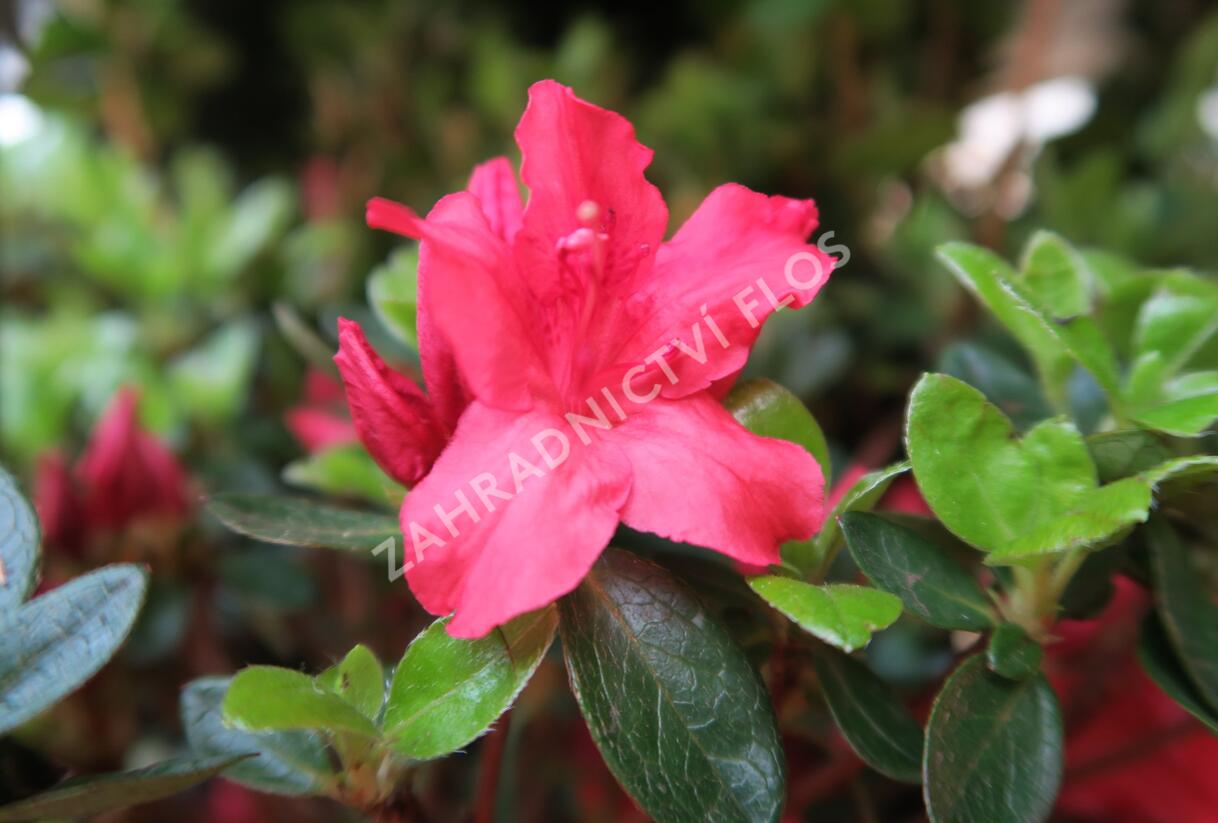 Azalka japonská 'Vuyk's Scarlet' - Azalea japonica 'Vuyk's Scarlet'