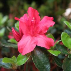 Azalka japonská 'Vuyk's Scarlet' - Azalea japonica 'Vuyk's Scarlet'