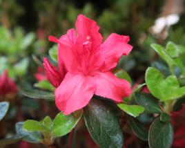 Azalka japonská 'Vuyk's Scarlet'