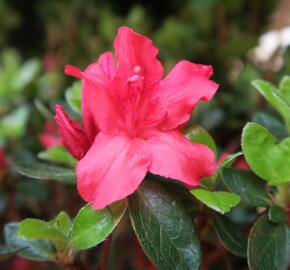 Azalka japonská 'Vuyk's Scarlet' - Azalea japonica 'Vuyk's Scarlet'