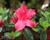 Azalka japonská 'Vuyk's Scarlet'