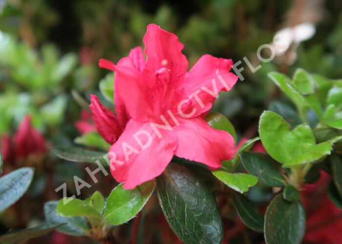 Azalka japonská 'Vuyk's Scarlet' - Azalea japonica 'Vuyk's Scarlet'