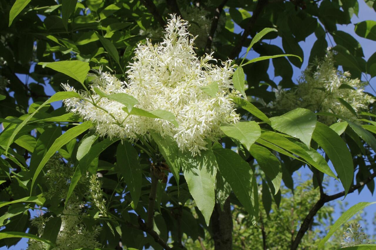 Jasan manový 'Meczek' - Fraxinus ornus 'Meczek' | Zahradnictví FLOS
