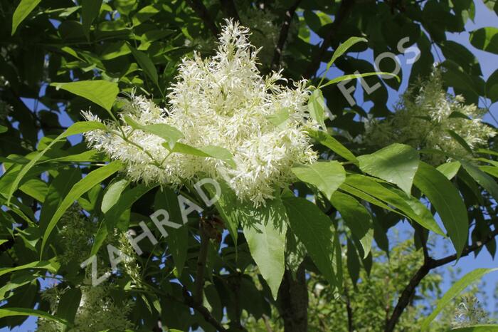 Jasan manový 'Meczek' - Fraxinus ornus 'Meczek'