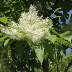 Jasan manový 'Meczek' - Fraxinus ornus 'Meczek'