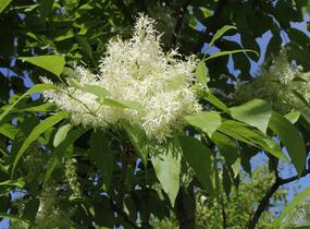 Jasan manový 'Meczek' - Fraxinus ornus 'Meczek'