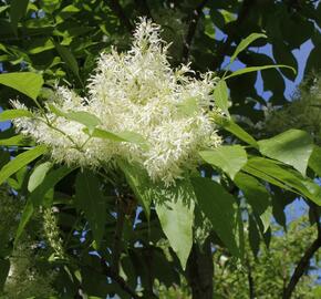 Jasan manový 'Meczek' - Fraxinus ornus 'Meczek'