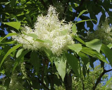 Jasan manový 'Meczek'