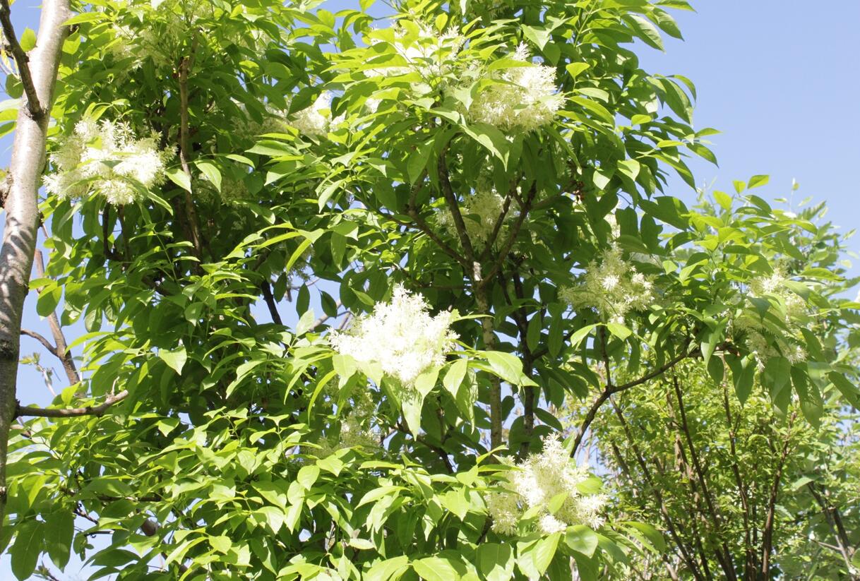 Jasan manový 'Meczek' - Fraxinus ornus 'Meczek'