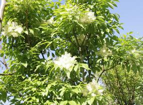 Jasan manový 'Meczek' - Fraxinus ornus 'Meczek'