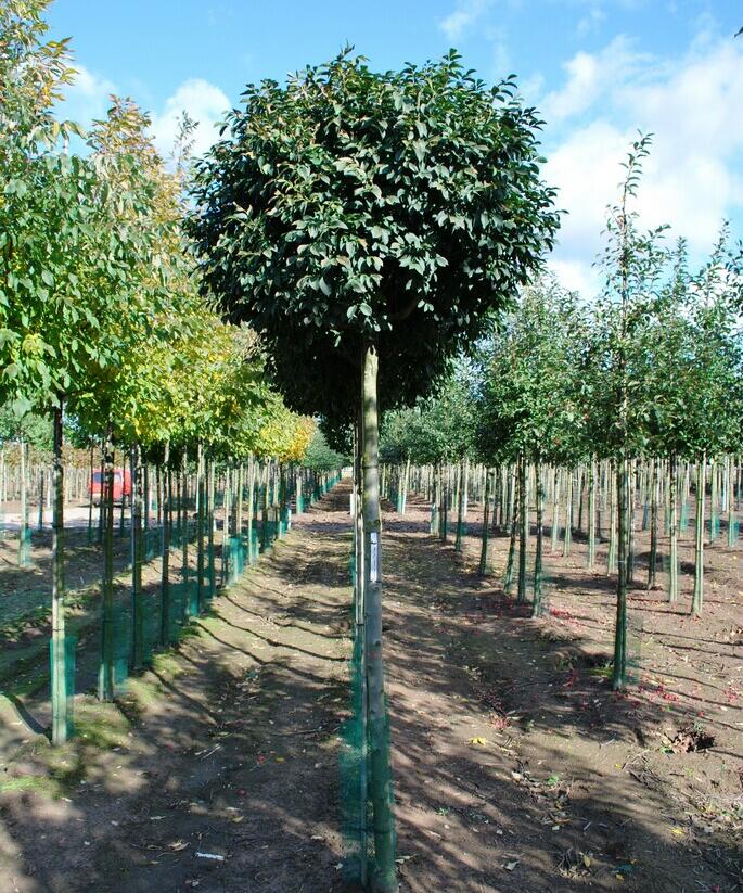 Jasan manový 'Meczek' - Fraxinus ornus 'Meczek'