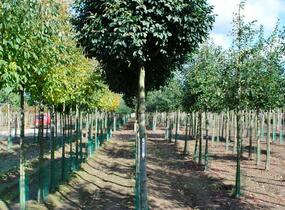 Jasan manový 'Meczek' - Fraxinus ornus 'Meczek'