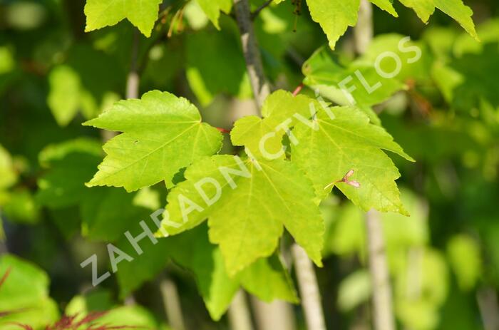 Javor Freemanův 'Autumn Blaze' - Acer freemanii 'Autumn Blaze'