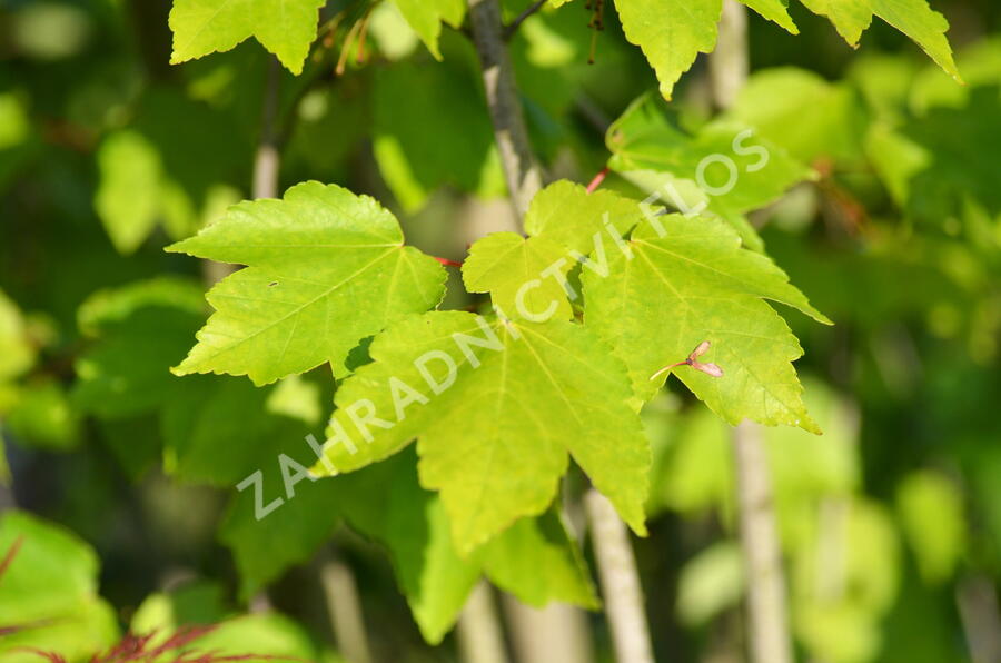 Javor Freemanův 'Autumn Blaze' - Acer freemanii 'Autumn Blaze'