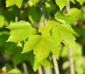 Javor Freemanův 'Autumn Blaze' - Acer freemanii 'Autumn Blaze'