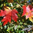 Javor Freemanův 'Autumn Blaze' - Acer freemanii 'Autumn Blaze'