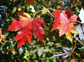 Javor Freemanův 'Autumn Blaze' - Acer freemanii 'Autumn Blaze'