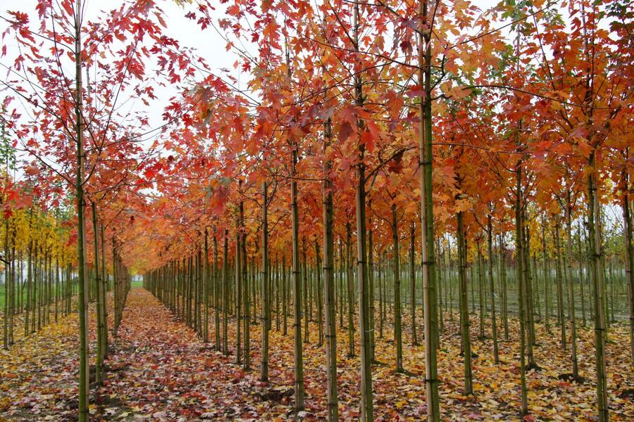 Javor Freemanův 'Autumn Blaze' - Acer freemanii 'Autumn Blaze'