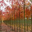 Javor Freemanův 'Autumn Blaze' - Acer freemanii 'Autumn Blaze'