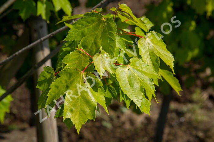 Javor Freemanův 'Autumn Blaze' - Acer freemanii 'Autumn Blaze'