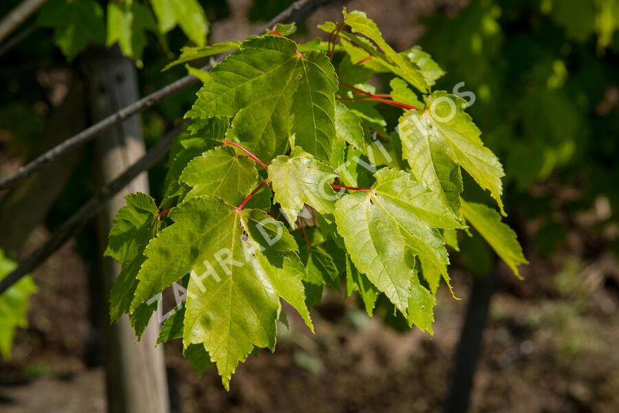 Javor Freemanův 'Autumn Blaze' - Acer freemanii 'Autumn Blaze'